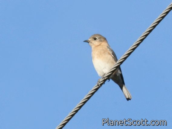 Eastern Bluebird (Sialia sialis)