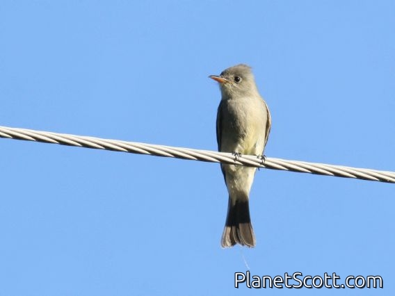 Greater Pewee (Contopus pertinax)