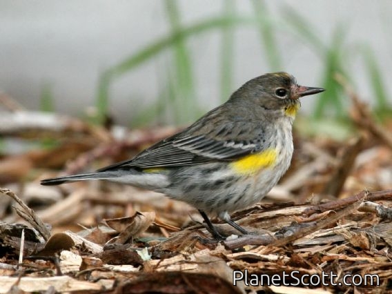 Yellow-rumped Warbler (Dendroica coronata) Male Audubon's Ssp.