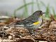 Yellow-rumped Warbler (Dendroica coronata) Male Audubon's Ssp.