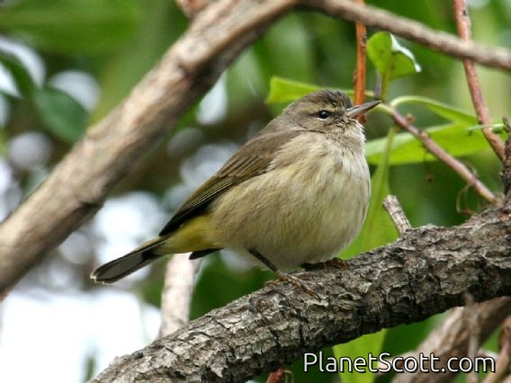 Palm Warbler (Dendroica palmarum)