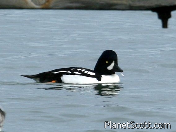 Barrow's Goldeneye (Bucephala islandica) Male