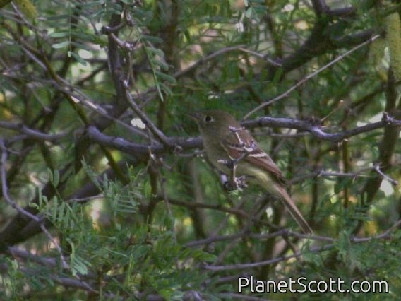 Dusky Flycatcher (Empidonax oberholseri)