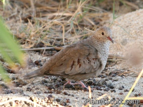 Common Ground-Dove (Columbina passerina)