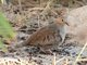 Common Ground-Dove (Columbina passerina)