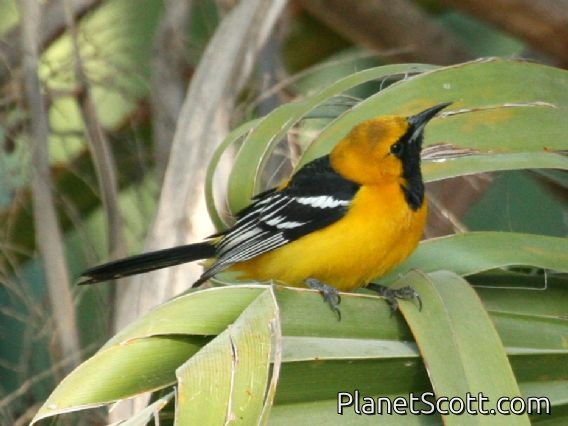 Hooded Oriole (Icterus cucullatus) Male
