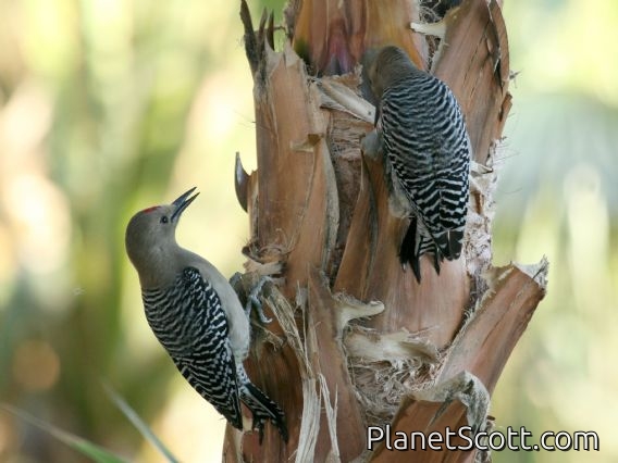 Gila Woodpecker (Melanerpes uropygialis)