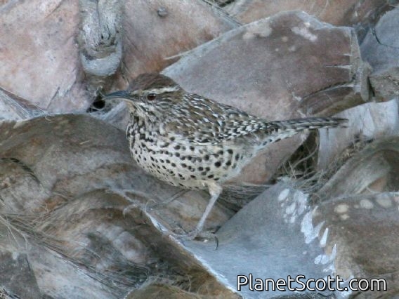 Cactus Wren (Campylorhynchus brunneicapillus)