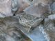 Cactus Wren (Campylorhynchus brunneicapillus) 
