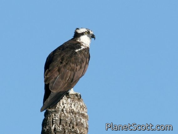 Osprey (Pandion haliaetus)