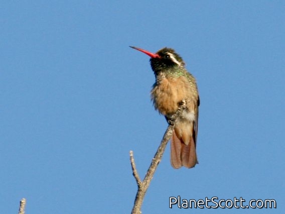 Xantus's Hummingbird (Hylocharis xantusii)