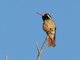 Xantus's Hummingbird (Hylocharis xantusii)
