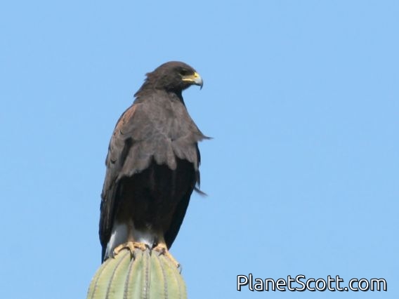 Harris's Hawk (Parabuteo unicinctus)