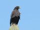 Harris's Hawk (Parabuteo unicinctus)