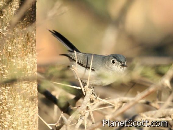 Blue-grey Gnatcatcher (Polioptila caerulea) Male Baja California