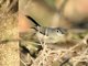 Blue-grey Gnatcatcher (Polioptila caerulea) Male Baja California
