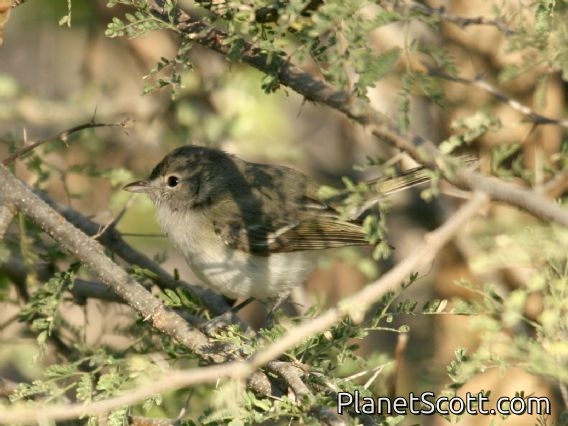 Bell's Vireo (Vireo bellii) Baja California