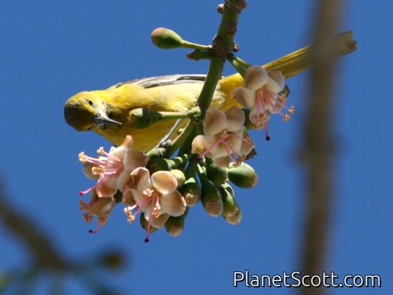 Hooded Oriole (Icterus cucullatus) Female