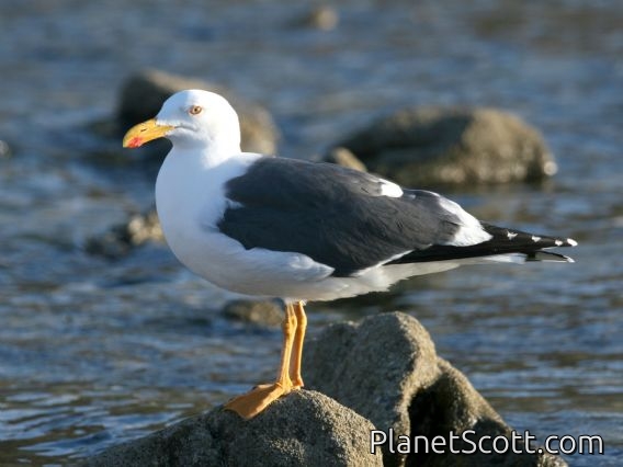Yellow-footed Gull (Larus livens)