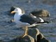 Yellow-footed Gull (Larus livens)