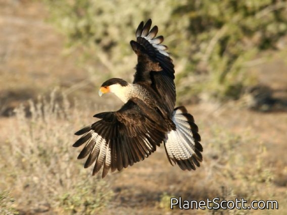 Crested Caracara (Polyborus cheriway)
