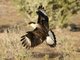 Crested Caracara (Polyborus cheriway)
