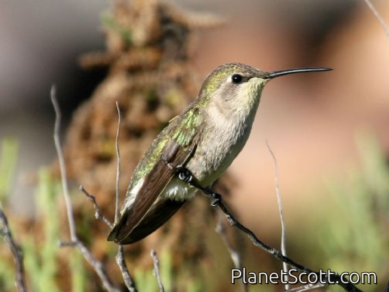Costa's Hummingbird (Calypte costae)