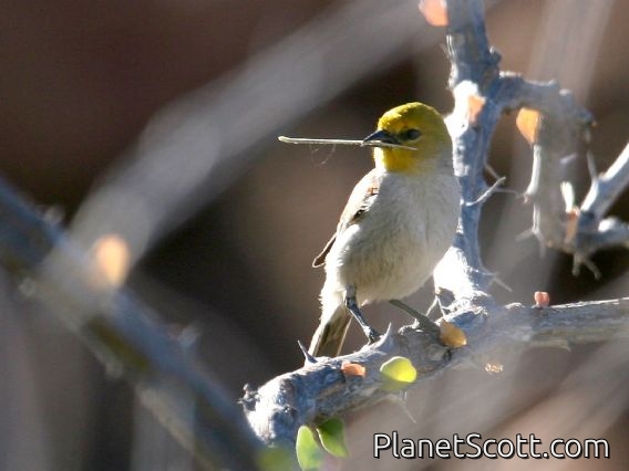 Verdin (Auriparus flaviceps)