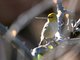 Verdin (Auriparus flaviceps)
