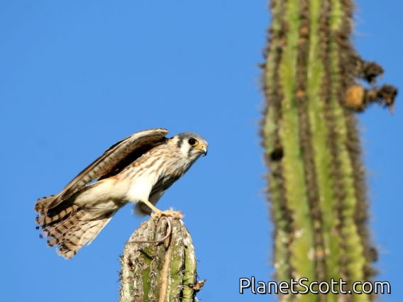 American Kestrel (Falco sparverius) Male with Dinner