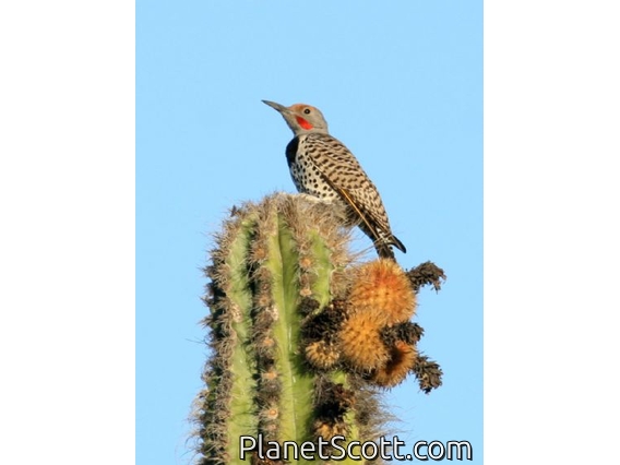 Gilded Flicker (Colaptes chrysoides)