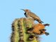 Gilded Flicker (Colaptes chrysoides)
