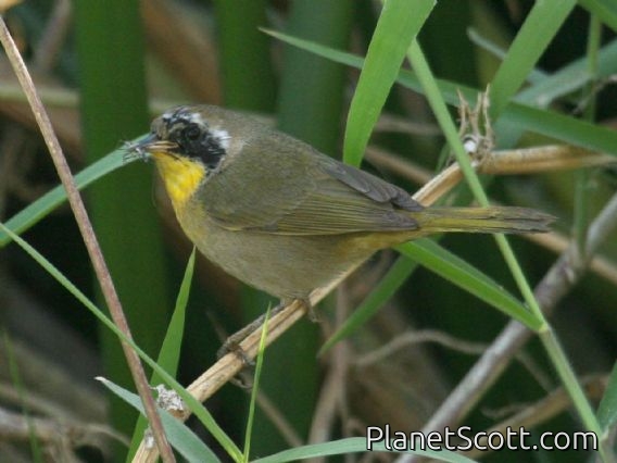 Common Yellowthroat (Geothlypis trichas) Male Immature