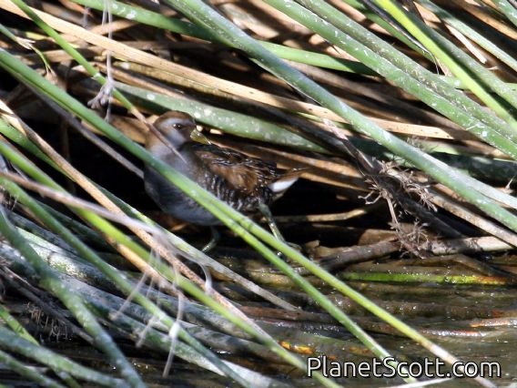 Sora (Porzana carolina)