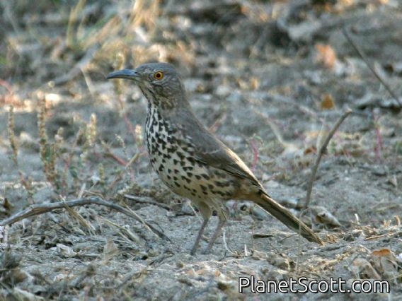 Grey Thrasher (Toxostoma cinereum)