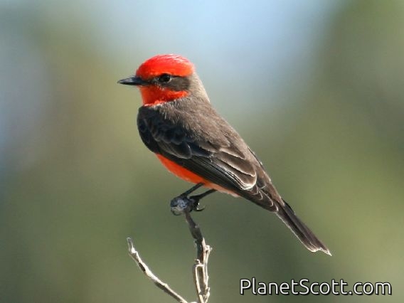 Vermilion Flycatcher (Pyrocephalus rubinus)