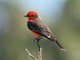 Vermilion Flycatcher (Pyrocephalus rubinus)