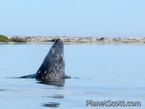 gray whale (Eschrichtius robustus)