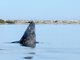 gray whale (Eschrichtius robustus)