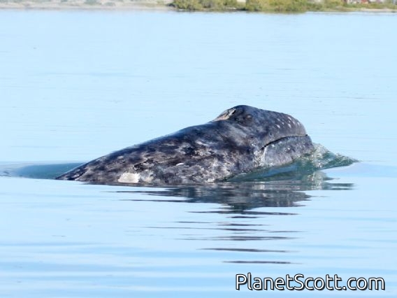 gray whale (Eschrichtius robustus)