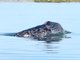 gray whale (Eschrichtius robustus)