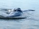 gray whale (Eschrichtius robustus)