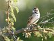 Lark Sparrow (Chondestes grammacus)