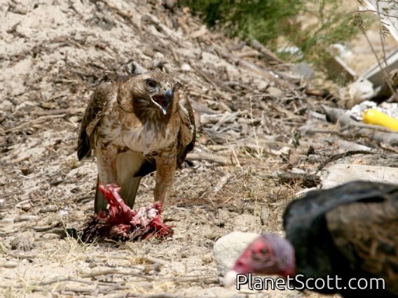 Red-tailed Hawk (Buteo jamaicensis)