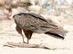 Turkey Vulture (Cathartes aura)