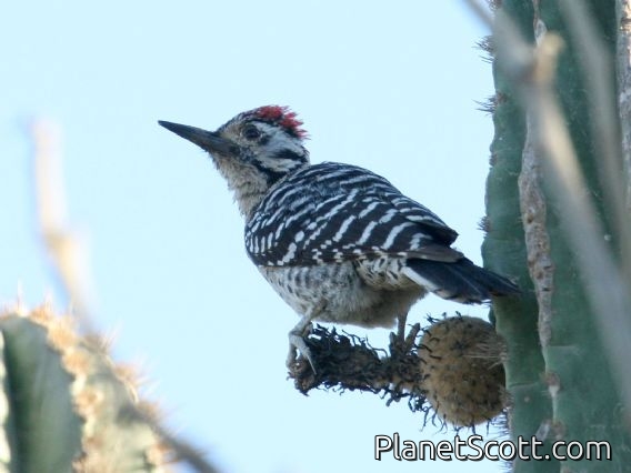 Ladder-backed Woodpecker (Picoides scalaris) Male