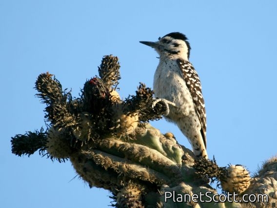 Ladder-backed Woodpecker (Picoides scalaris) Female
