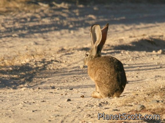 Black-tailed Jackrabbit (Lepus californicus)