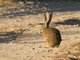 Black-tailed Jackrabbit (Lepus californicus)