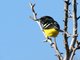 Scott's Oriole (Icterus parisorum)